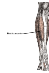 leg-exercises-5