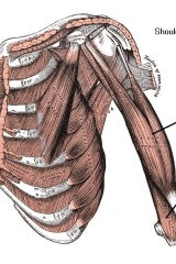 biceps-1