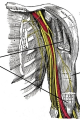 brachialis-1