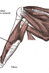triceps-1