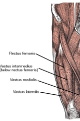 leg-exercises-2