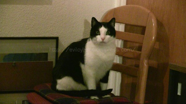 Freddie goes Diet